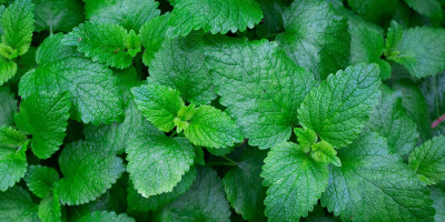 Fresh mint leaves